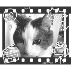 [LINEスタンプ] 我が家の猫（Part8）