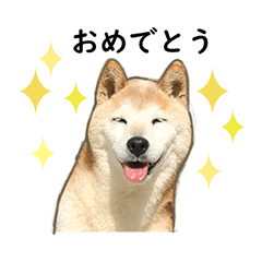 [LINEスタンプ] 柴犬のたろうくん 第2弾