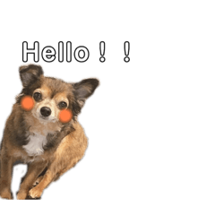 [LINEスタンプ] チワワ、定型文