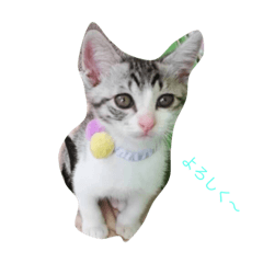 [LINEスタンプ] 顔がうるさいネコ集3