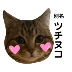 [LINEスタンプ] ツチヌコの日常編