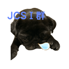 [LINEスタンプ] 黒パグ小梅ちゃんと看護師の日常