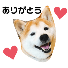 [LINEスタンプ] 柴犬チロの1日