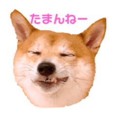 [LINEスタンプ] ラウ＆リッピー 2