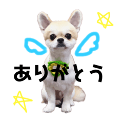 [LINEスタンプ] コカです