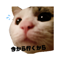 [LINEスタンプ] ネコのりゅうちゃん
