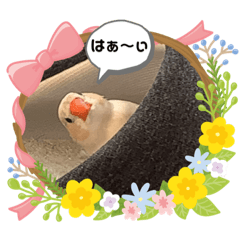 [LINEスタンプ] キンカチョウのPちゃんと仲間たち