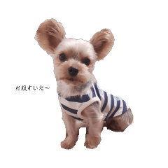[LINEスタンプ] 犬のきもち(ヨークシャテリア)