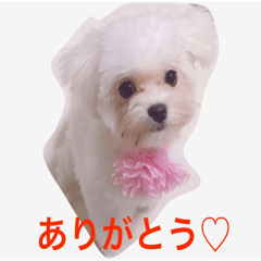 [LINEスタンプ] ちゃんまるの日常