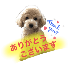 [LINEスタンプ] 使える！トイプー♡あんず♡の挨拶スタンプ