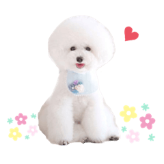 [LINEスタンプ] トイプードルの にこちゃん 2