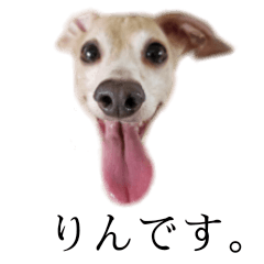 [LINEスタンプ] りん様ほとけ様お犬様