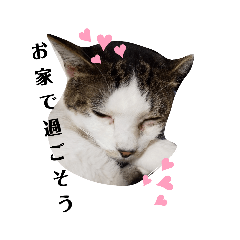 [LINEスタンプ] パグ＆ねこず  お家で過ごそう…