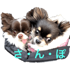 [LINEスタンプ] チワワand猫
