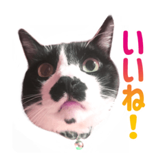 [LINEスタンプ] チョビ 最強スタンプ