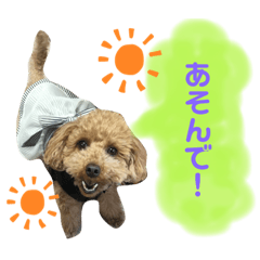 [LINEスタンプ] トイプードルめろんのスタンプ1