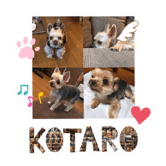 [LINEスタンプ] こたけい