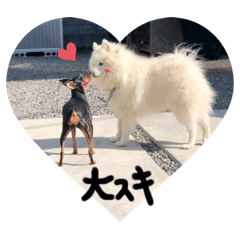 [LINEスタンプ] 愛犬の会話(ホワイトチョコ)