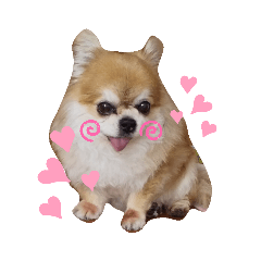 [LINEスタンプ] やまと(大きめチワワ)