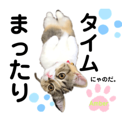 [LINEスタンプ] マンチカンのあんちゃん