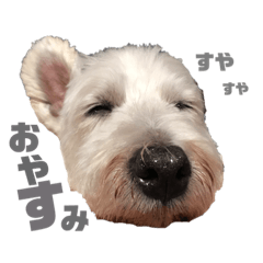 [LINEスタンプ] R ＆G