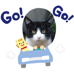 [LINEスタンプ] 庭のニャンコ