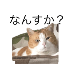 [LINEスタンプ] うちの猫たまとごろ