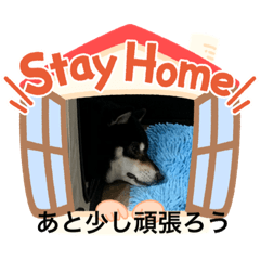 [LINEスタンプ] 我が家の柴犬君