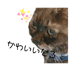 [LINEスタンプ] うちのDIOちゃん♡♡