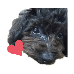 [LINEスタンプ] Funny dog ！