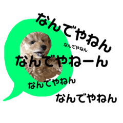 [LINEスタンプ] toy poodle osaka