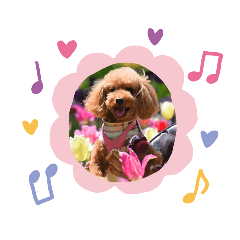 [LINEスタンプ] トイプードル ViVi Ⅱ