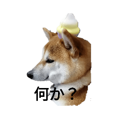 [LINEスタンプ] チョコリの1日