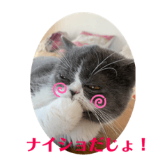 [LINEスタンプ] おり、ごんじゃれす！