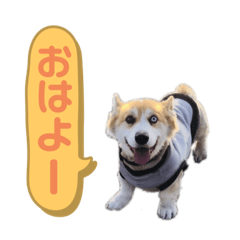 [LINEスタンプ] コーギーの1日