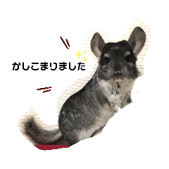 [LINEスタンプ] チンチラ桃太⑶