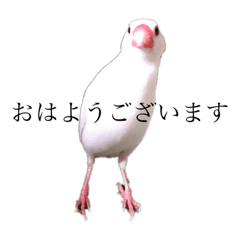 [LINEスタンプ] 文鳥とは癒しスタンプ(日常会話ver)