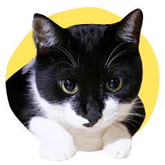 [LINEスタンプ] 猫のふうちゃんスタンプ