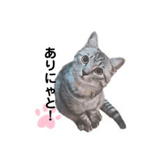 [LINEスタンプ] でかいねこのうなぎスタンプ3