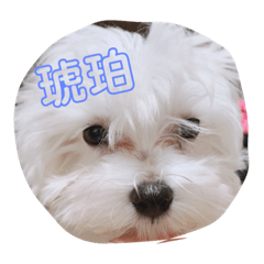 [LINEスタンプ] おみつ家の琥珀くん①