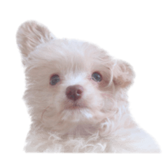 [LINEスタンプ] 本日のチャイ