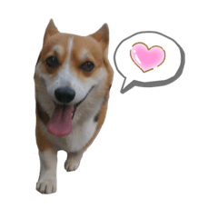 [LINEスタンプ] コーギーの日常「いち」