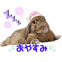 [LINEスタンプ] うさぎ【ホーランドロップ】