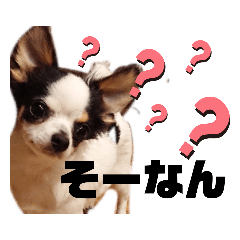 [LINEスタンプ] そぼろの日常2