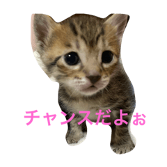 [LINEスタンプ] 飼い猫のスタンプ My cats
