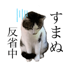 [LINEスタンプ] テン一族。 シロテンver.
