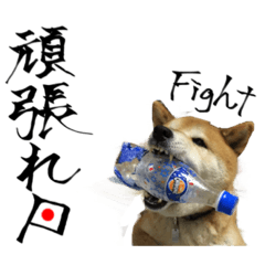 [LINEスタンプ] ゴンのおしゃべり3