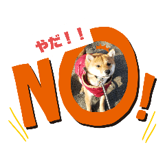 [LINEスタンプ] 豆柴こまち