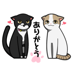[LINEスタンプ] 白猫と黒猫スタンプ