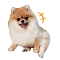 [LINEスタンプ] 日常で使えるわんにゃんスタンプ